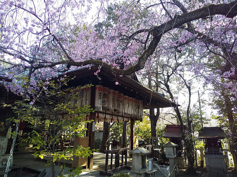 水火天満宮 紅枝垂桜 / 京都観光旅行ガイド