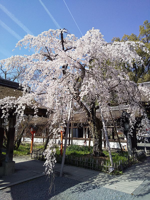 平野神社 魁桜 / 京都観光旅行ガイド