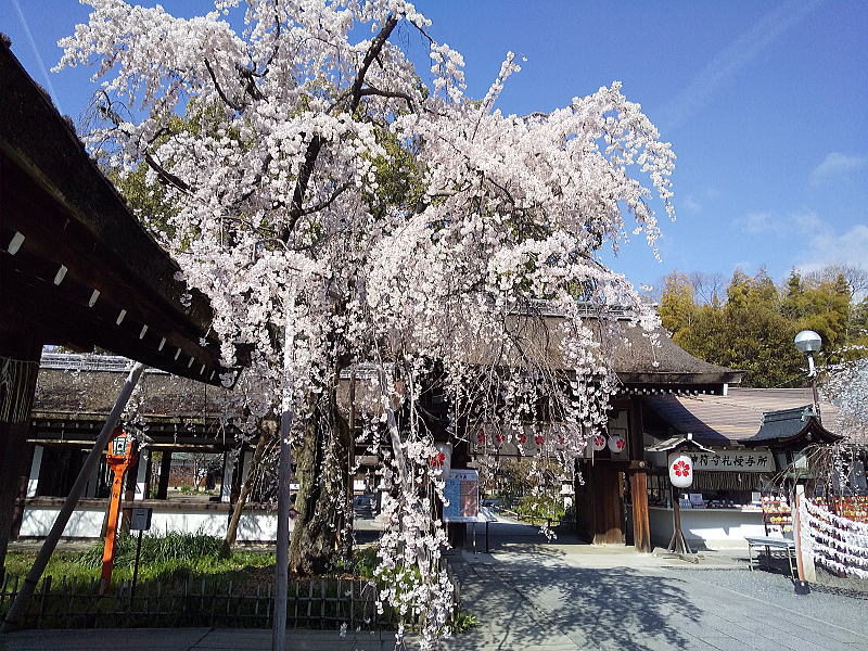 平野神社 魁桜 / 京都観光旅行ガイド
