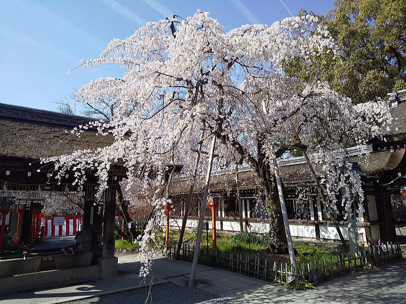 平野神社 魁桜 / 京都観光旅行ガイド
