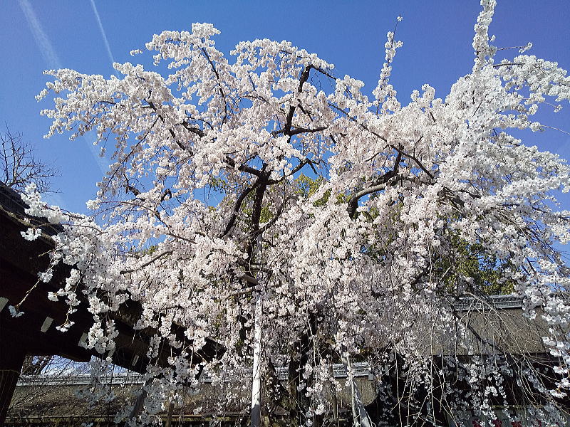 平野神社 魁桜 / 京都観光旅行ガイド