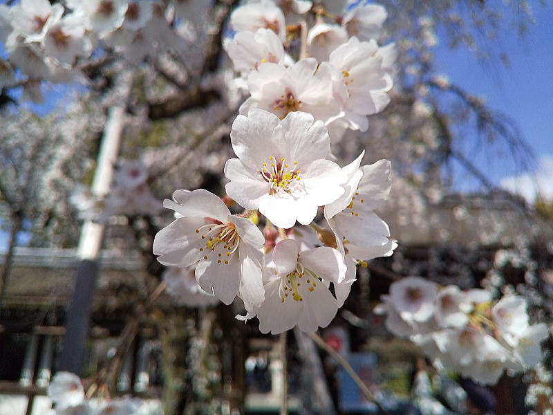 平野神社 魁桜 / 京都観光旅行ガイド