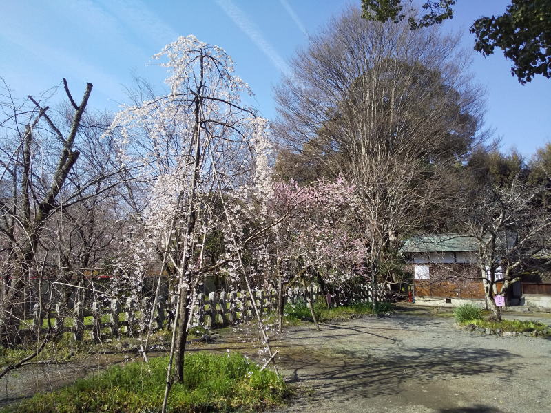 平野神社 早咲き桜 / 京都観光旅行ガイド