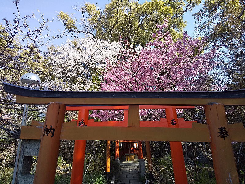 平野神社 早咲き桜 / 京都観光旅行ガイド