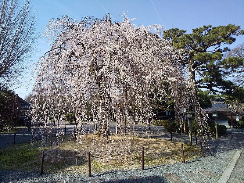 千本釈迦堂 しだれ桜(阿亀桜) / 京都観光旅行ガイド