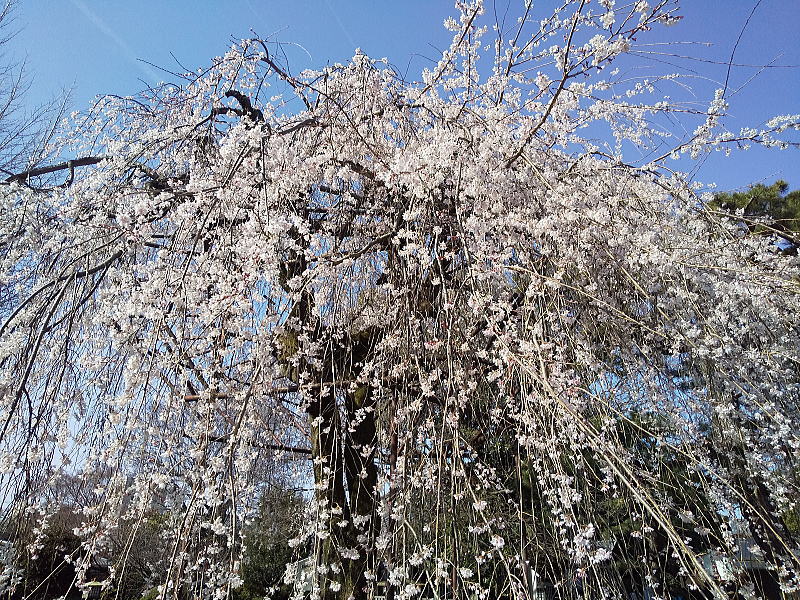 千本釈迦堂 しだれ桜(阿亀桜) / 京都観光旅行ガイド