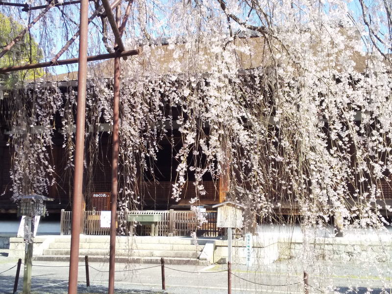 千本釈迦堂 阿亀桜と本堂 / 京都観光旅行ガイド