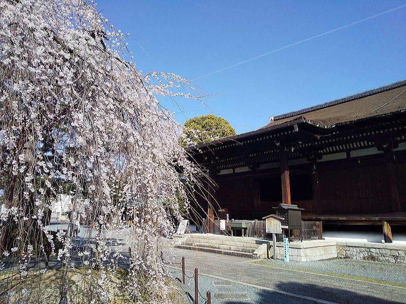 千本釈迦堂 阿亀桜と本堂 / 京都観光旅行ガイド