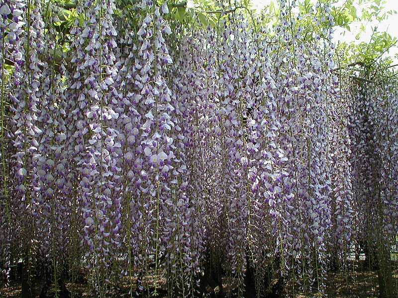 平等院 藤 / 京都観光旅行ガイド