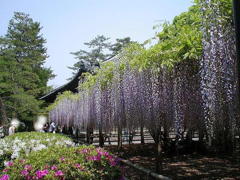 平等院 藤 / 京都観光旅行ガイド
