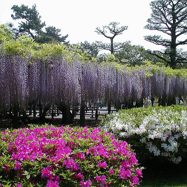 平等院 藤 / 京都観光旅行ガイド