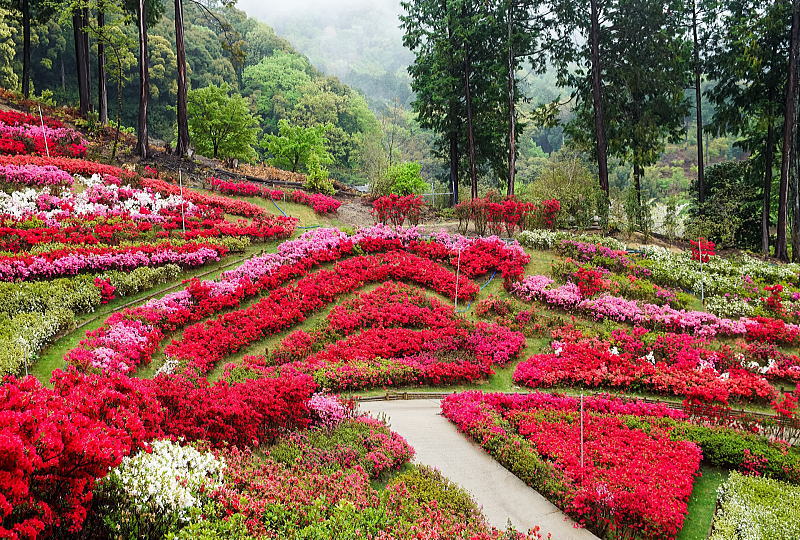 三室戸寺 久留米つつじ / 京都観光旅行ガイド