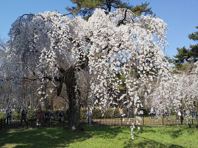 御所 近衛邸跡の早咲き桜 / 京都観光旅行ガイド