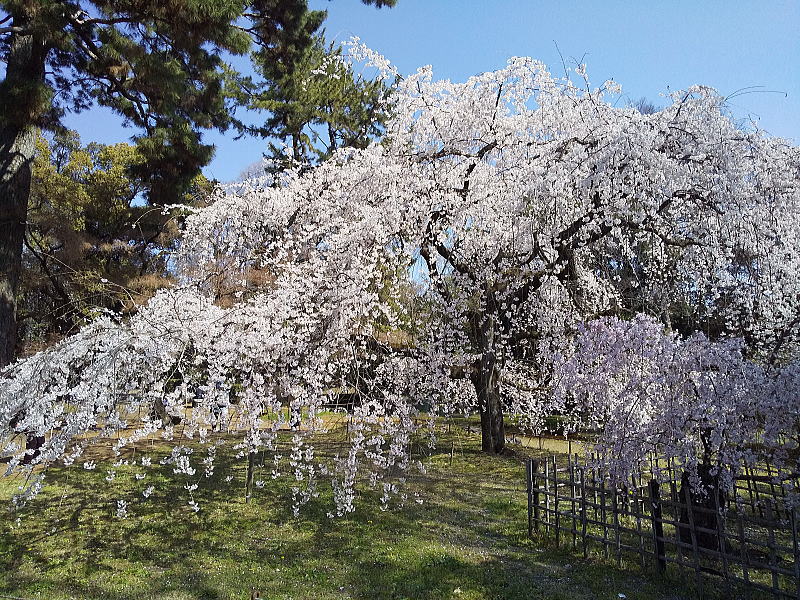 御所 近衛邸跡の早咲き桜 / 京都観光旅行ガイド