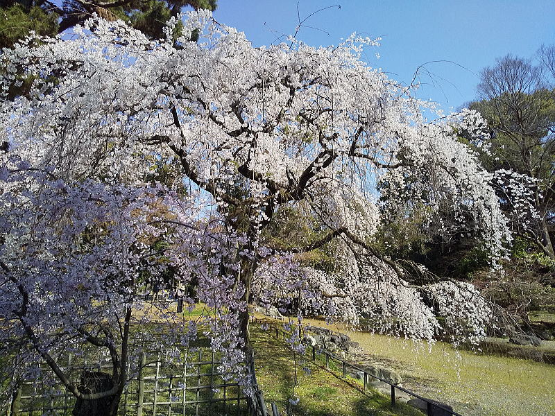 御所 近衛邸跡の早咲き桜 / 京都観光旅行ガイド