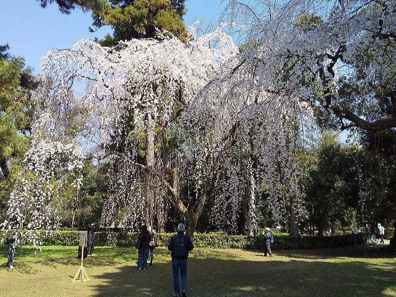 御所 近衛邸跡の早咲き桜 / 京都観光旅行ガイド