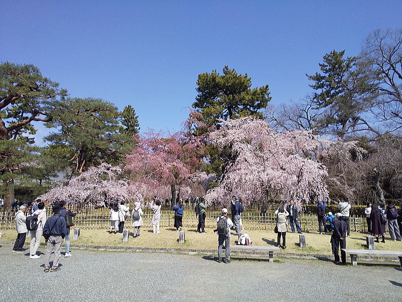 御所 近衛邸跡の早咲き桜 / 京都観光旅行ガイド