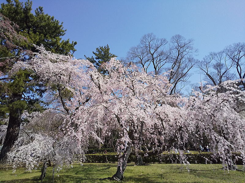 御所 近衛邸跡の早咲き桜 / 京都観光旅行ガイド