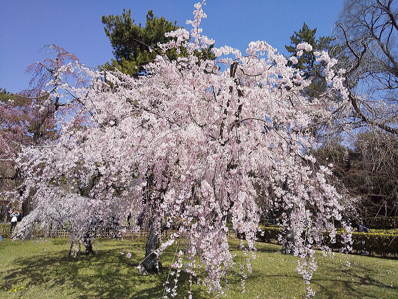 御所 近衛邸跡の早咲き桜 / 京都観光旅行ガイド