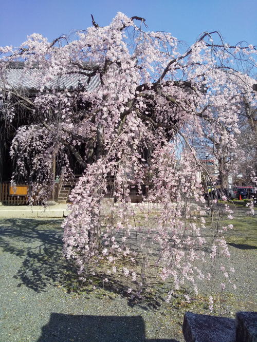 立本寺 しだれ桜 / 京都観光旅行ガイド