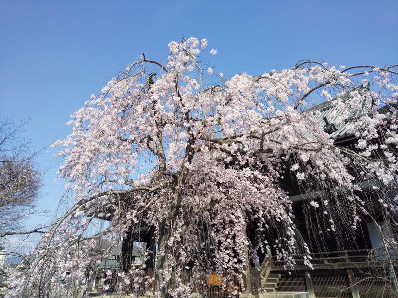 立本寺 しだれ桜 / 京都観光旅行ガイド