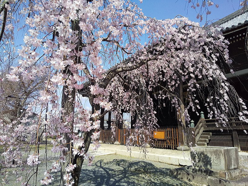 立本寺 しだれ桜 / 京都観光旅行ガイド