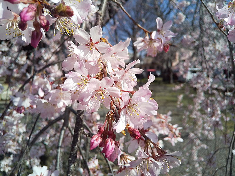 立本寺 しだれ桜 / 京都観光旅行ガイド