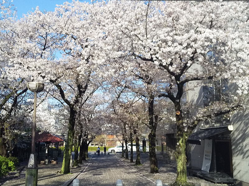 祇園新橋 白川南通の桜 / 京都観光旅行ガイド