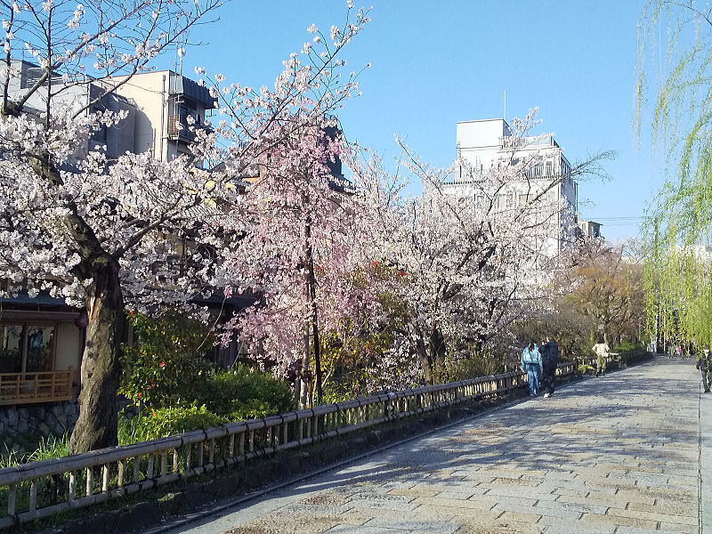 祇園新橋 白川南通の桜 / 京都観光旅行ガイド