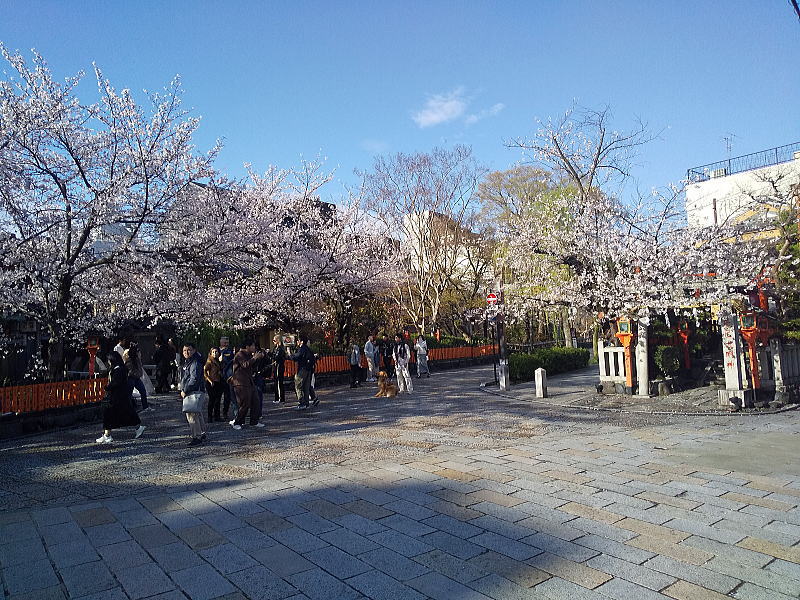 祇園新橋 巽橋・辰巳神社の桜 / 京都観光旅行ガイド