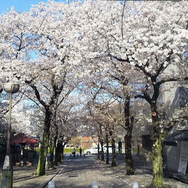 祇園新橋 白川南通の桜 / 京都観光旅行ガイド