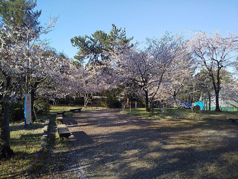 円山公園 桜 / 京都観光旅行ガイド