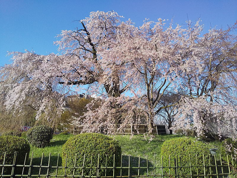 円山公園 祇園しだれ桜 / 京都観光旅行ガイド
