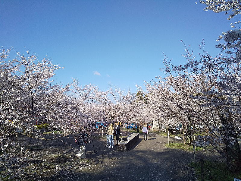 円山公園 桜 / 京都観光旅行ガイド