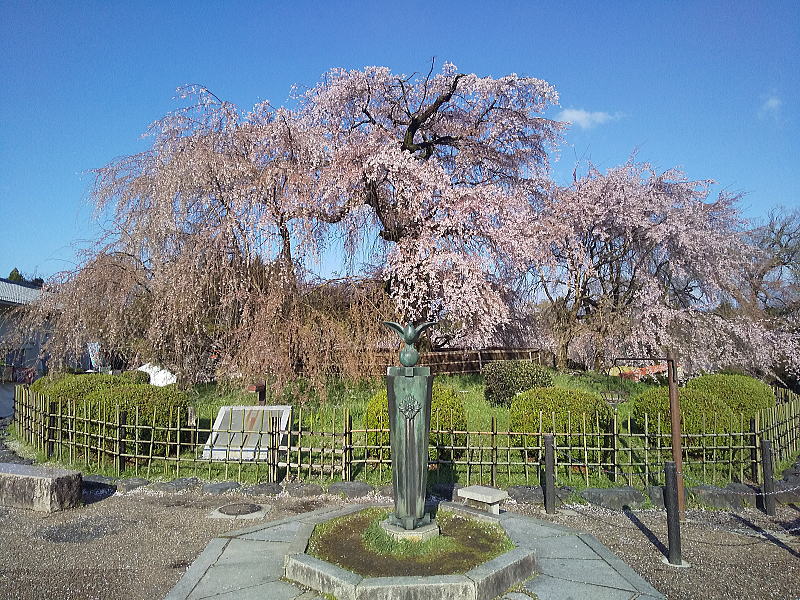 円山公園 祇園しだれ桜 / 京都観光旅行ガイド