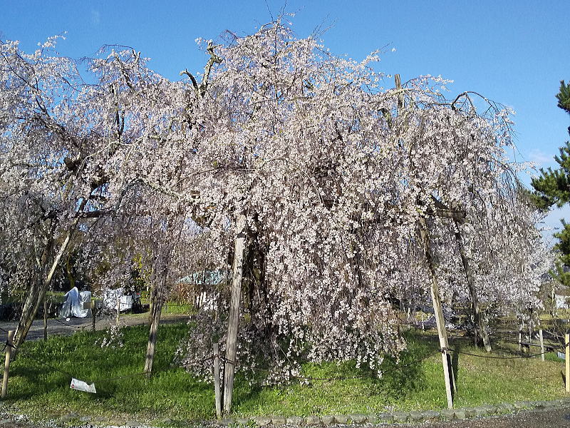 円山公園 桜 / 京都観光旅行ガイド