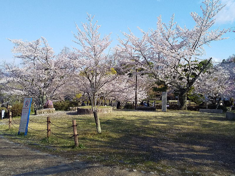 円山公園 桜 / 京都観光旅行ガイド