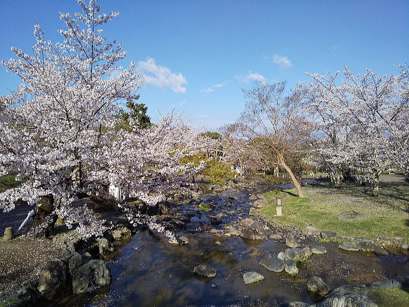 円山公園 桜 / 京都観光旅行ガイド