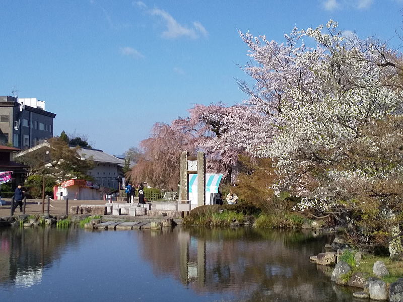 円山公園 桜 / 京都観光旅行ガイド