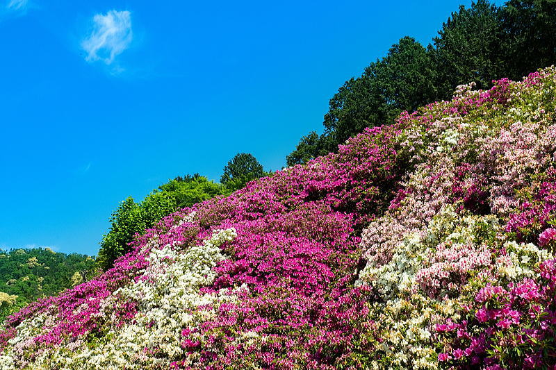 三室戸寺 つつじ園 / 京都観光旅行ガイド