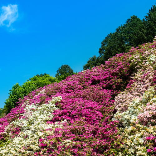三室戸寺 つつじ園 / 京都観光旅行ガイド
