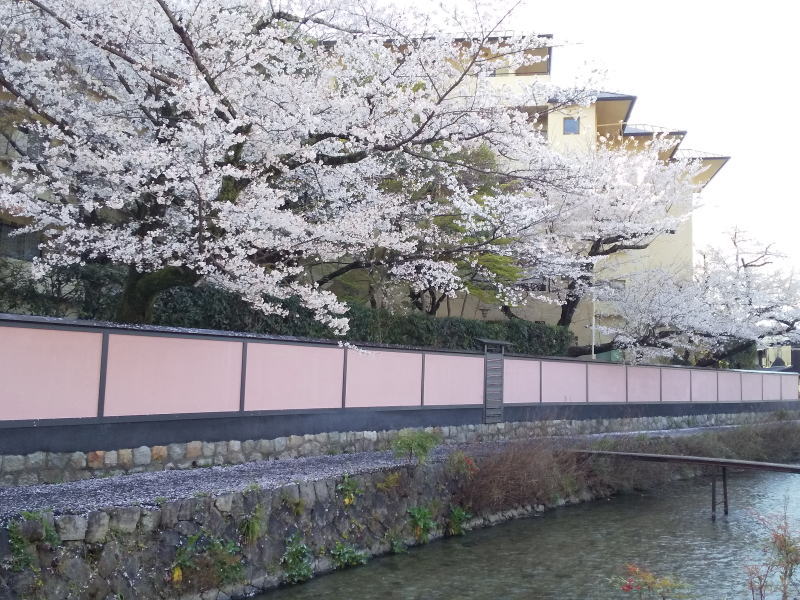 岡崎の琵琶湖疎水沿いの桜 / 京都観光旅行ガイド