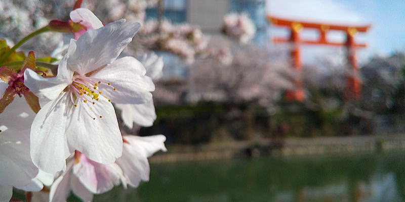 岡崎の琵琶湖疎水沿いの桜 / 京都観光旅行ガイド