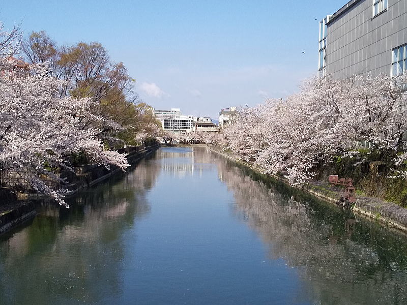 岡崎の琵琶湖疎水沿いの桜 / 京都観光旅行ガイド