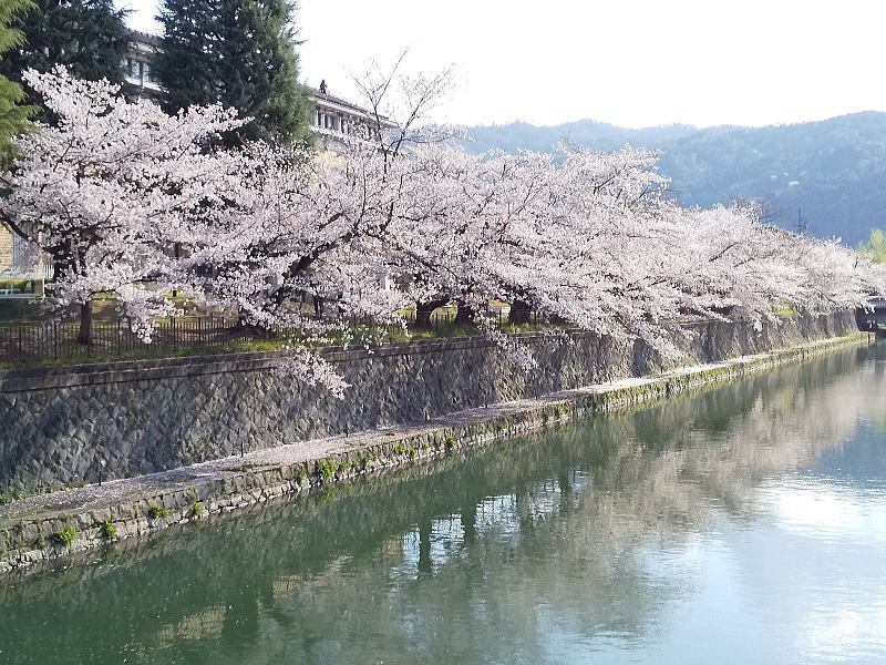 岡崎の琵琶湖疎水沿いの桜 / 京都観光旅行ガイド