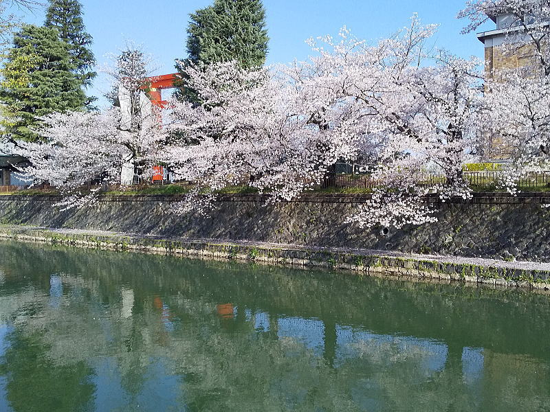 岡崎の琵琶湖疎水沿いの桜 / 京都観光旅行ガイド