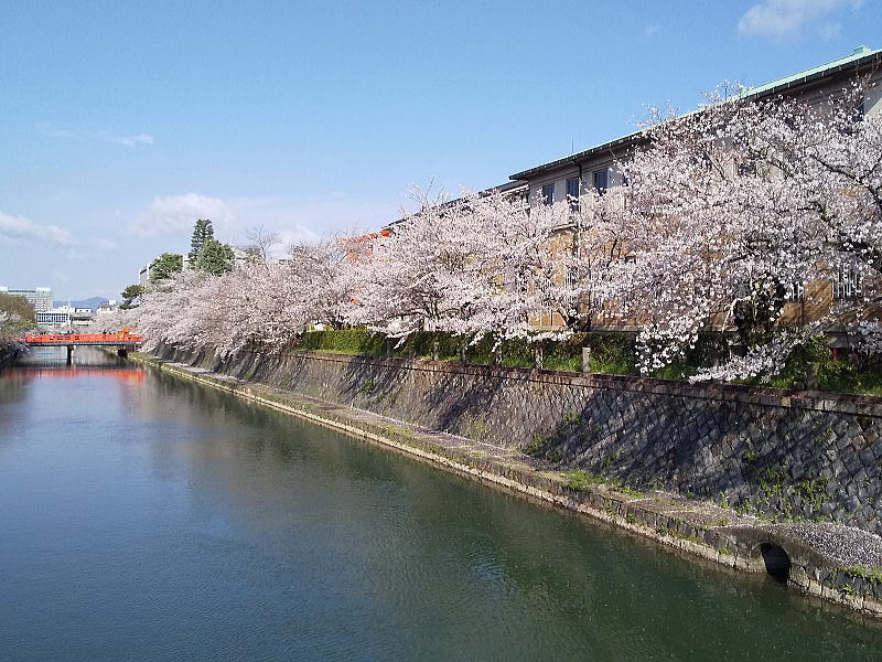 岡崎の琵琶湖疎水沿いの桜 / 京都観光旅行ガイド