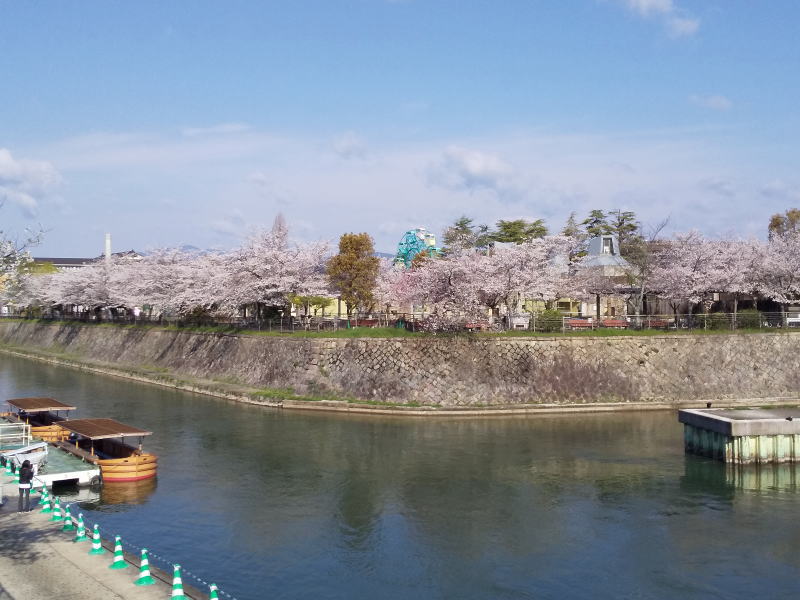 岡崎の琵琶湖疎水沿いの桜 / 京都観光旅行ガイド