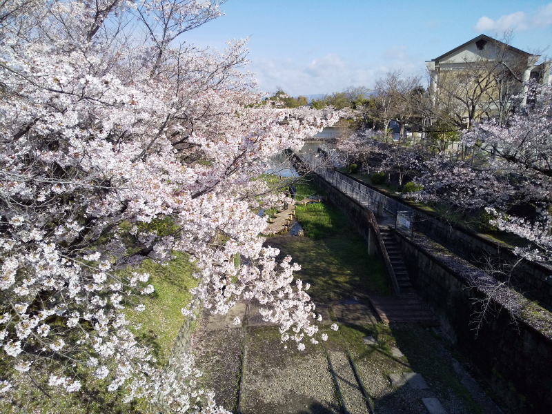岡崎の琵琶湖疎水沿いの桜 / 京都観光旅行ガイド