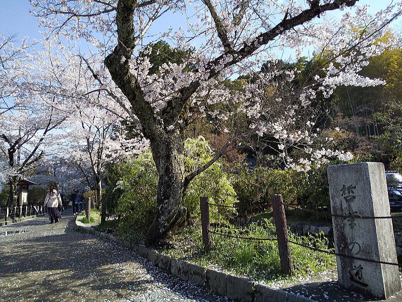 哲学の道 桜2026 / 京都観光旅行ガイド